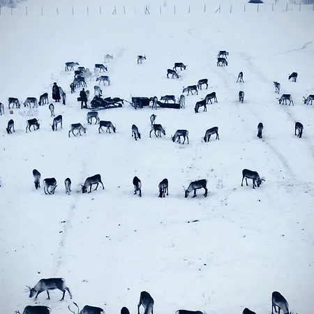 Private Jacuzzi Igloo Bedroom In Aurora Lounge With Shared Sauna And Pet Friendly Rovaniemi