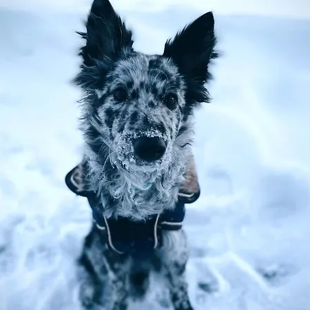 Private Jacuzzi Igloo Bedroom In Aurora Lounge With Shared Sauna And Pet Friendly Rovaniemi