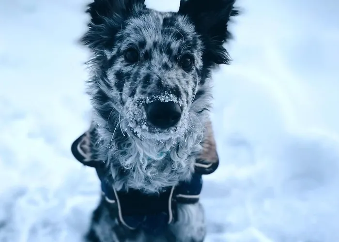 Private Jacuzzi Igloo Bedroom In Aurora Lounge With Shared Sauna And Pet Friendly Rovaniemi